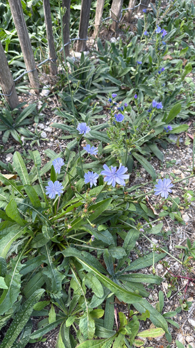 chicory