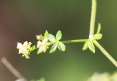 Galium porrigens porrigens