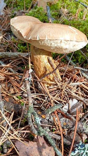 Bitter Bolete
