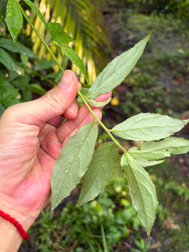 Blumea megacephala