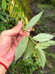 Blumea megacephala