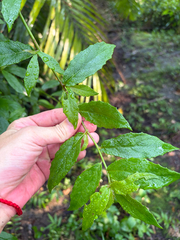 Blumea megacephala, photograph (c) 呂一起(Lyu yi-chi), some rights reserved (CC BY)