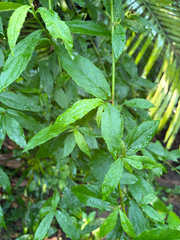 Blumea megacephala, photograph (c) 呂一起(Lyu yi-chi), some rights reserved (CC BY)