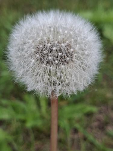 common dandelion