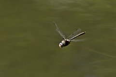 Epitheca petechialis