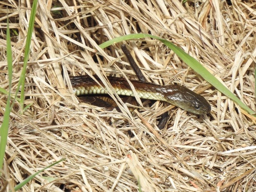 Tiger Snake