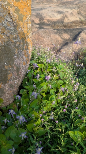 Coleus strobilifer