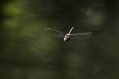 Epitheca petechialis