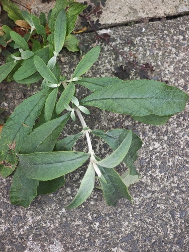 Butterfly bush