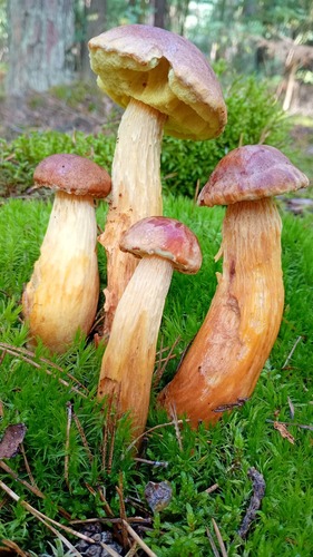 Aureoboletus projectellus