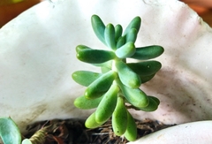 Sedum pachyphyllum