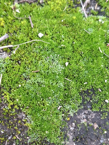Silvery Bryum