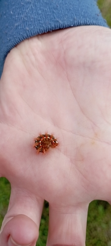 Knot Grass Moth