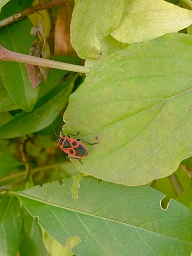 European Firebug