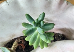 Sedum pachyphyllum