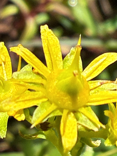 Yellow Saxifrage
