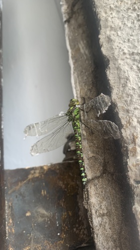 Southern Hawker