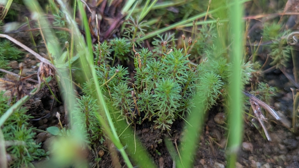 Limnophila sessiliflora; photograph (c) Ravuri Krishna Chaitanya, some rights reserved (CC BY)