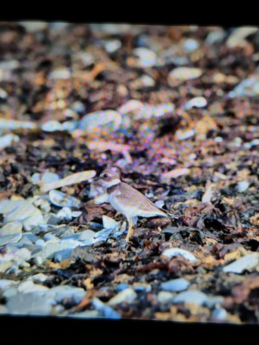 Semipalmated Plover