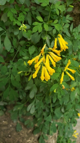 Yellow Corydalis