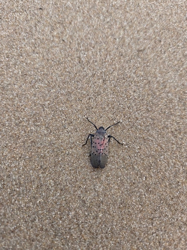 Spotted Lanternfly