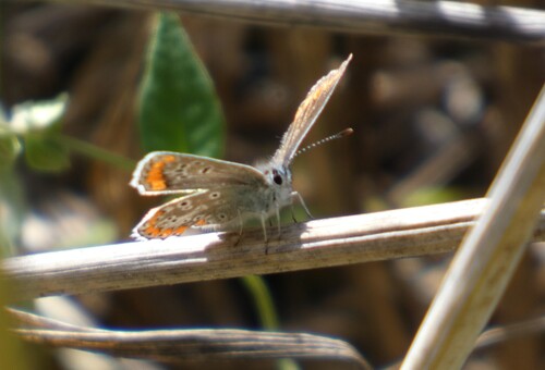 Brown Argus