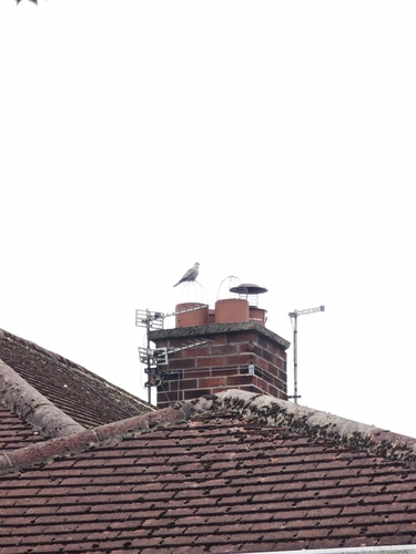 Eurasian Collared-Dove
