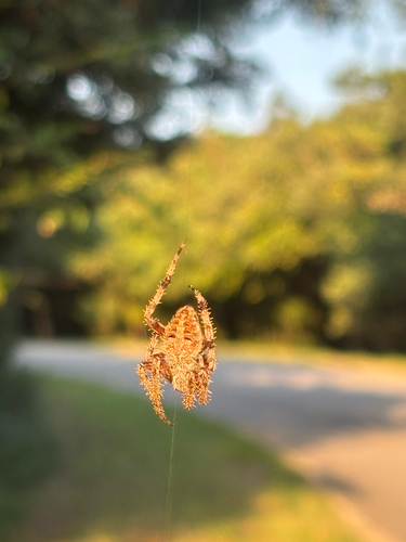 Spotted Orbweaver