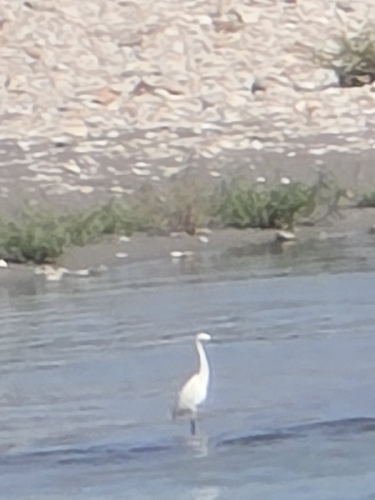 Western Little Egret
