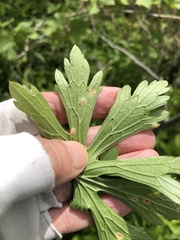 Puccinia pelargonii-zonalis