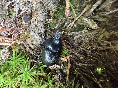 Woodland Dor Beetle