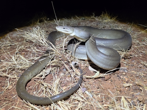 Olive Python