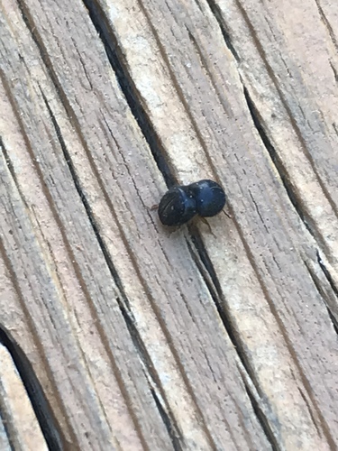 Camphor Shot Borer photo 5