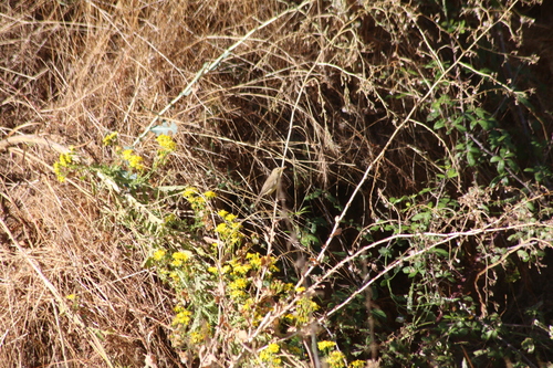 iNaturalist image