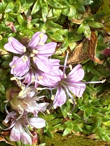 Moss Campion