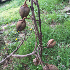 Paulownia