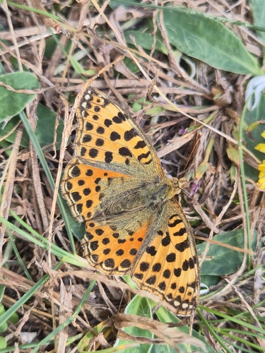 Queen of Spain Fritillary
