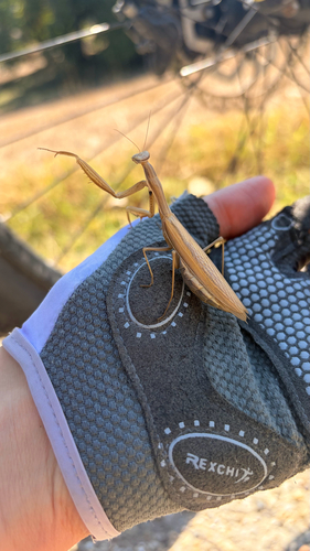 European Mantis