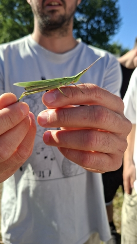 Mediterranean Slant-faced Grasshopper