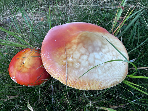 Fly Agaric