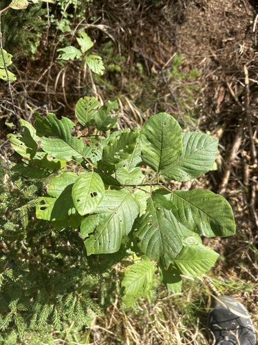 alder buckthorn