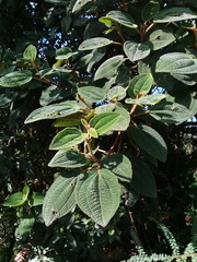 Miconia papillosa