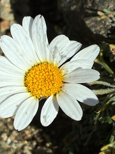 Alpine Moon-daisy