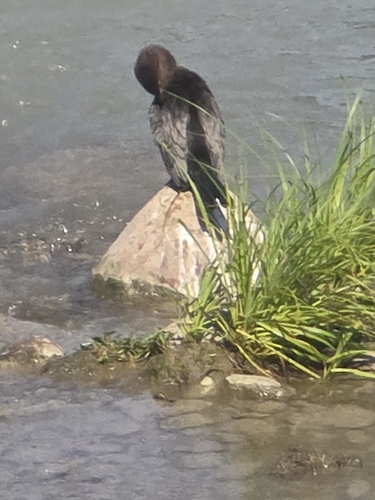 Pygmy Cormorant