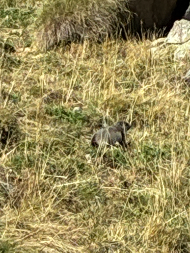 Alpine Marmot