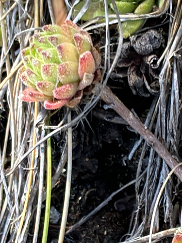 Mountain Houseleek