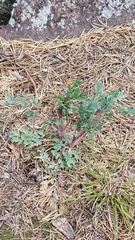 Capnoides sempervirens