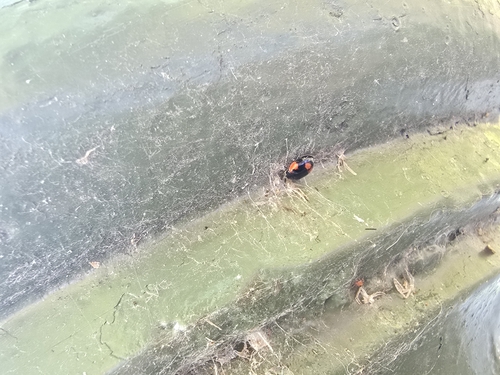 Two-spotted Lady Beetle