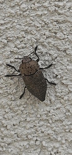Capnodis tenebricosa