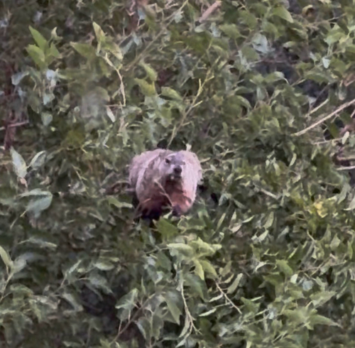Groundhog